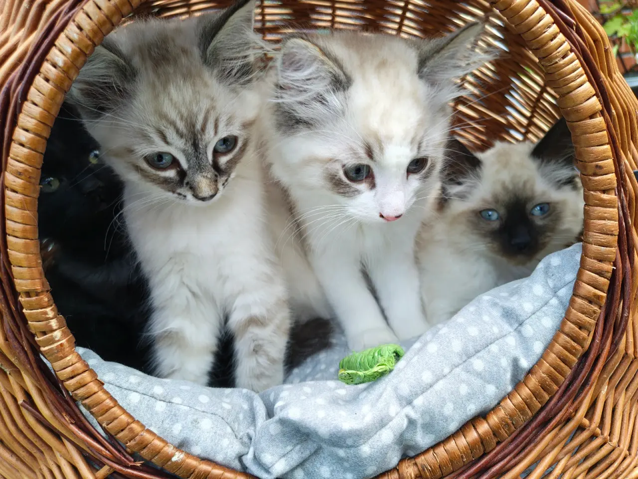 Billede 11 - Ragdoll  far- Ragdoll-Skovkat mor.