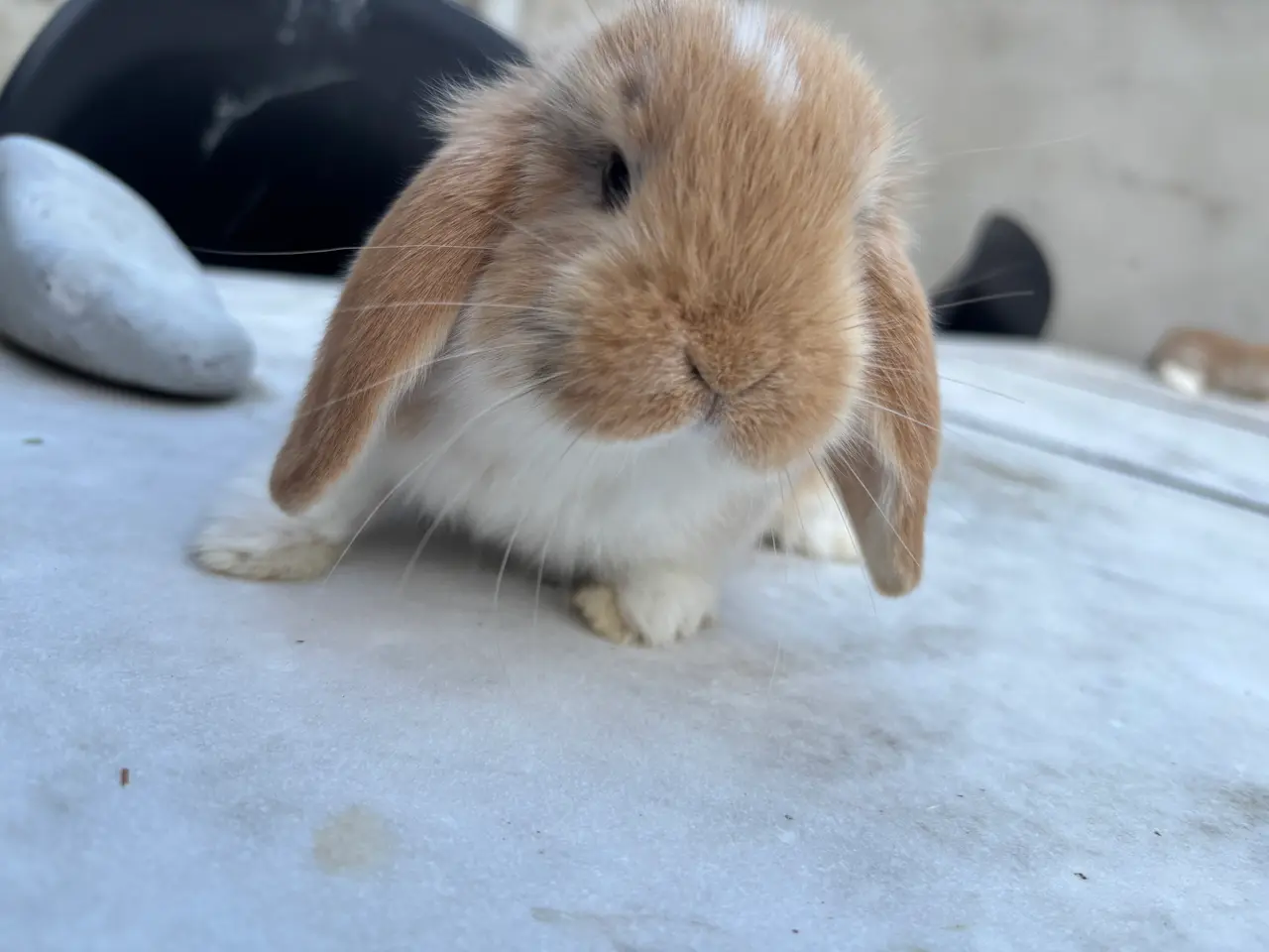 Billede 2 - Han mini lop søger et nyt kærligt hjem. 🥰