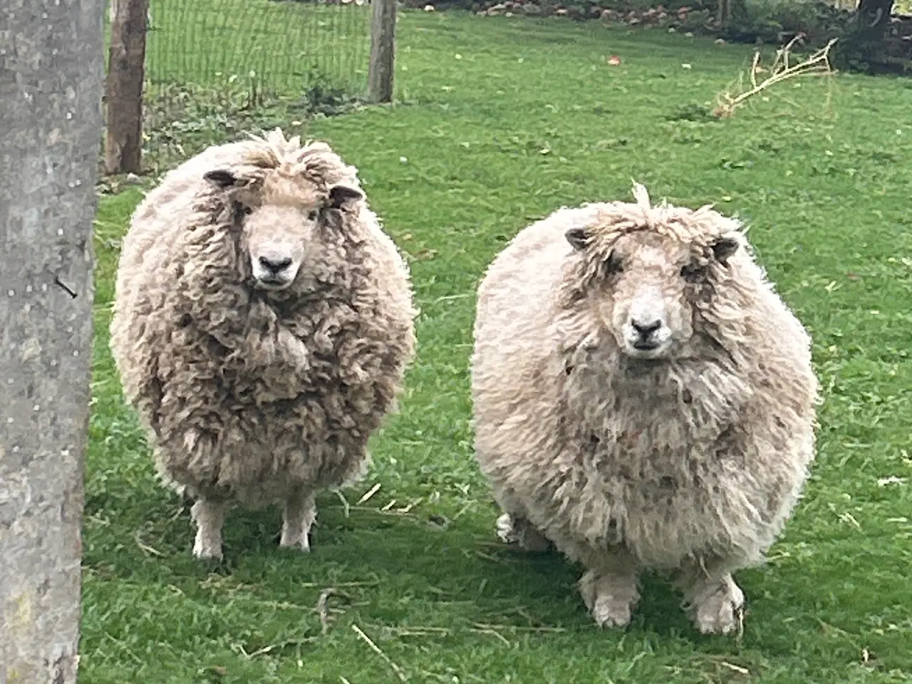 Billede 1 - Marsk får 3 år gamle gimmer 