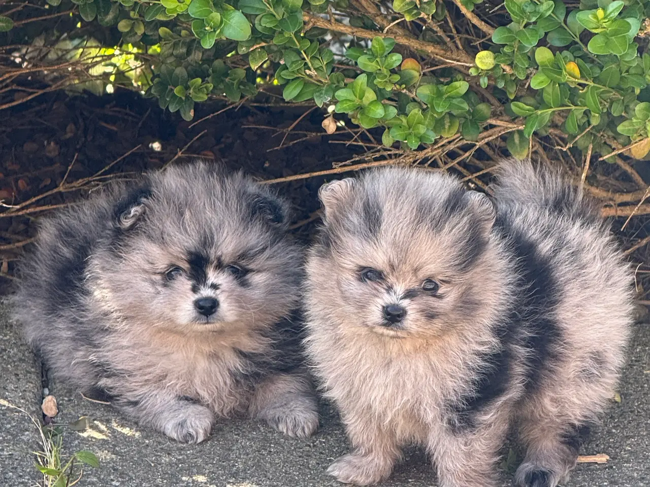Billede 1 - Pomeranian