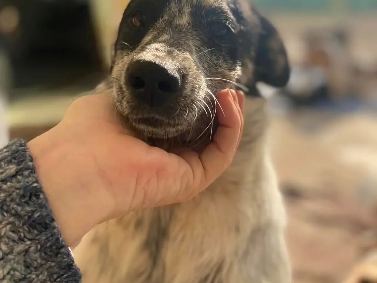 Billede 7 - Bella til adoption! 🩷