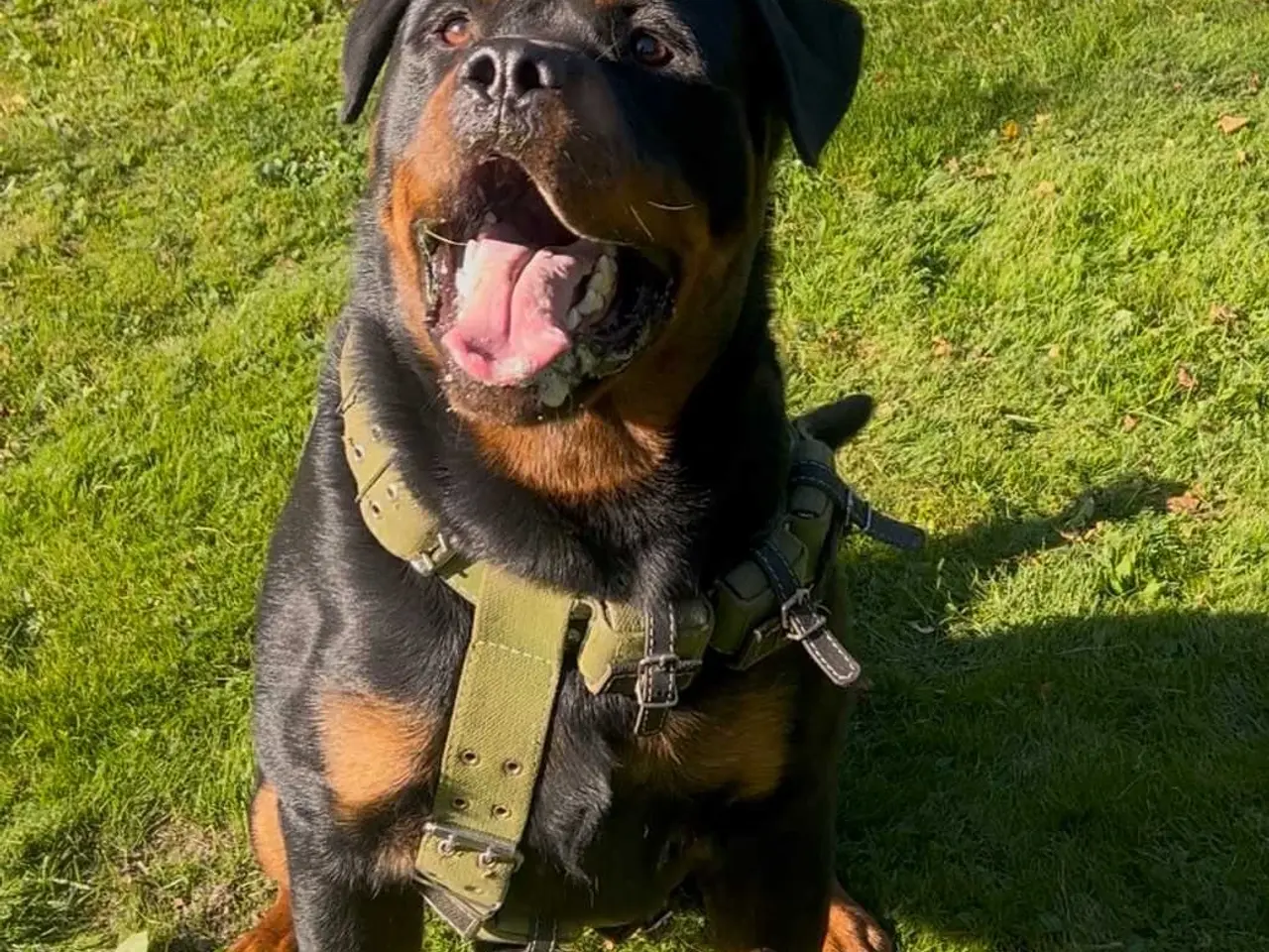 Billede 1 - Rottweiler han til avl