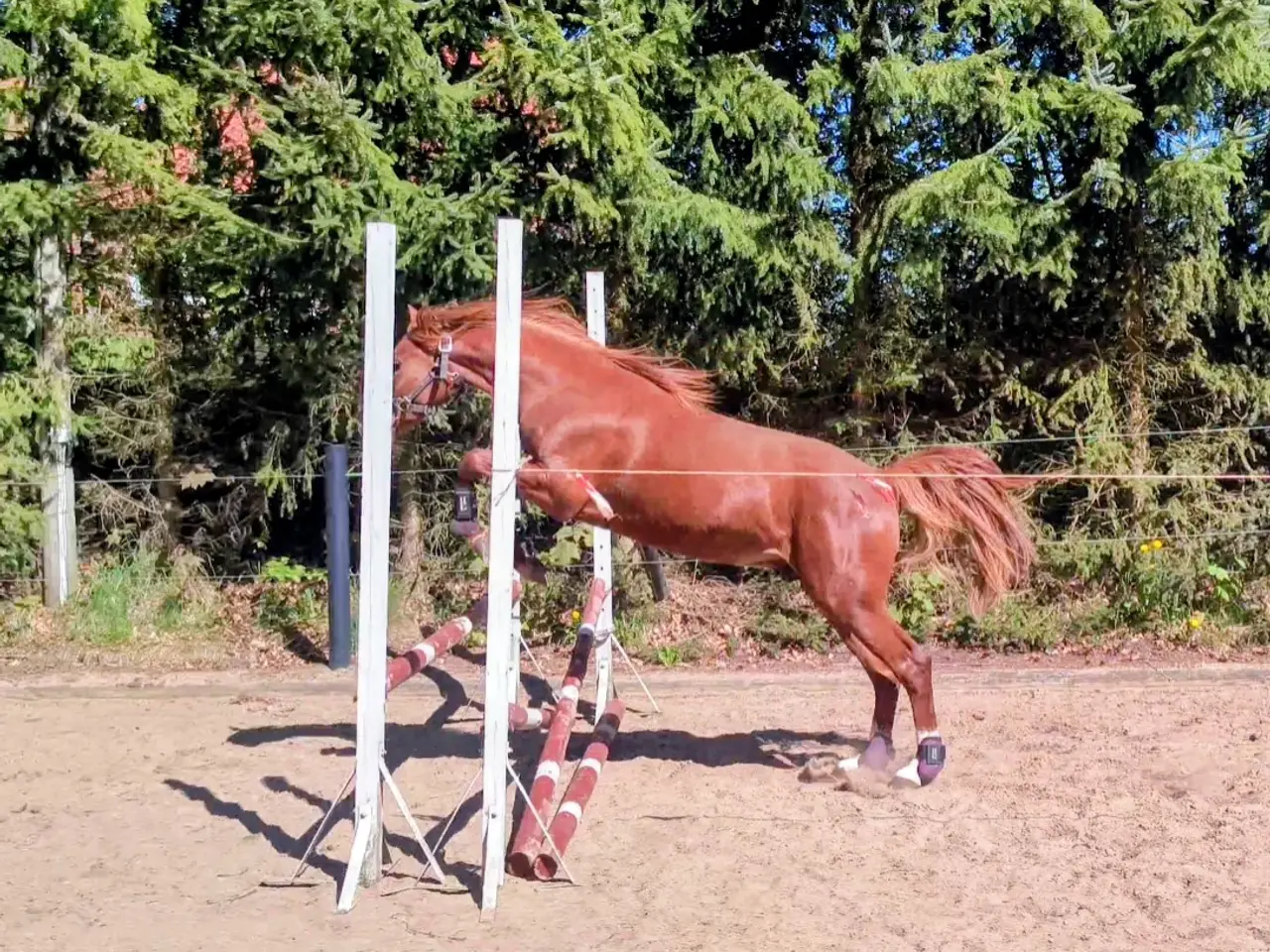 Billede 13 - Dansk Sports pony kat. 1