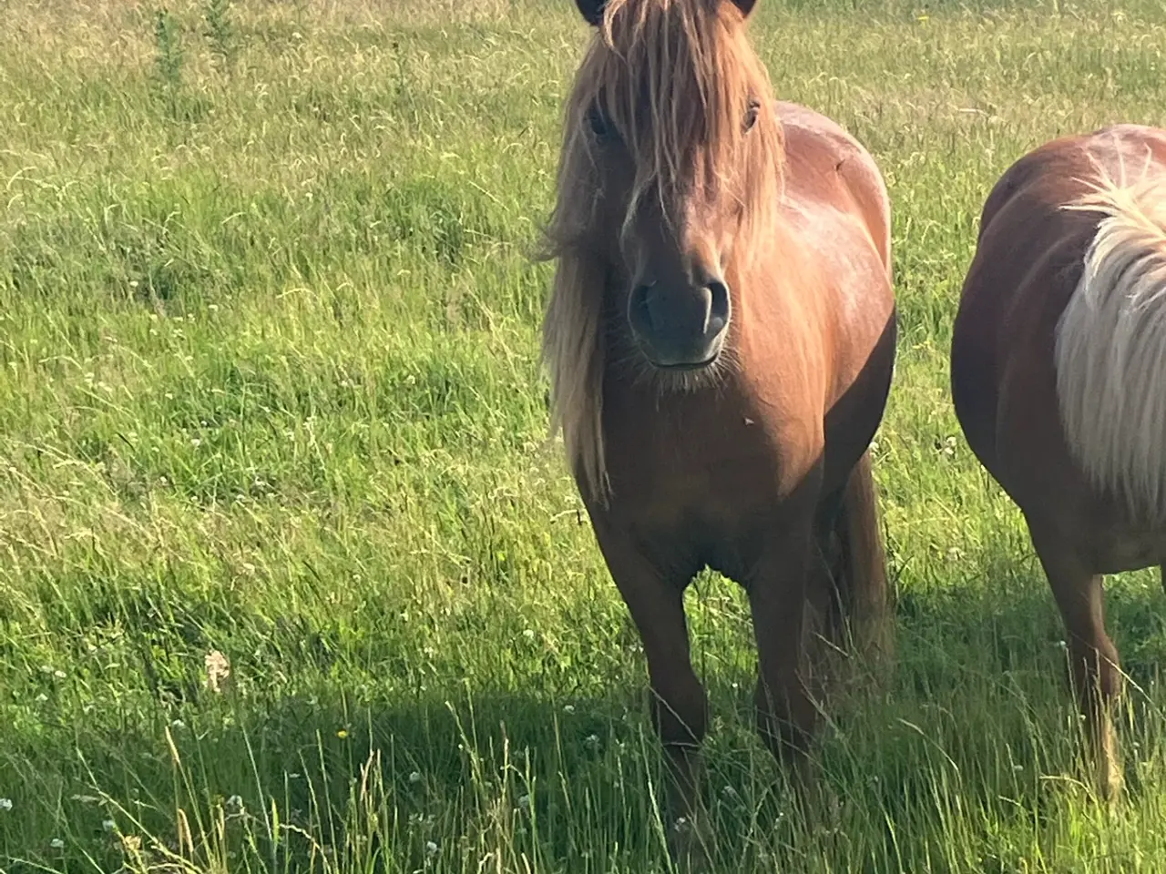 Billede 1 - Dejlig 2 års Vallak