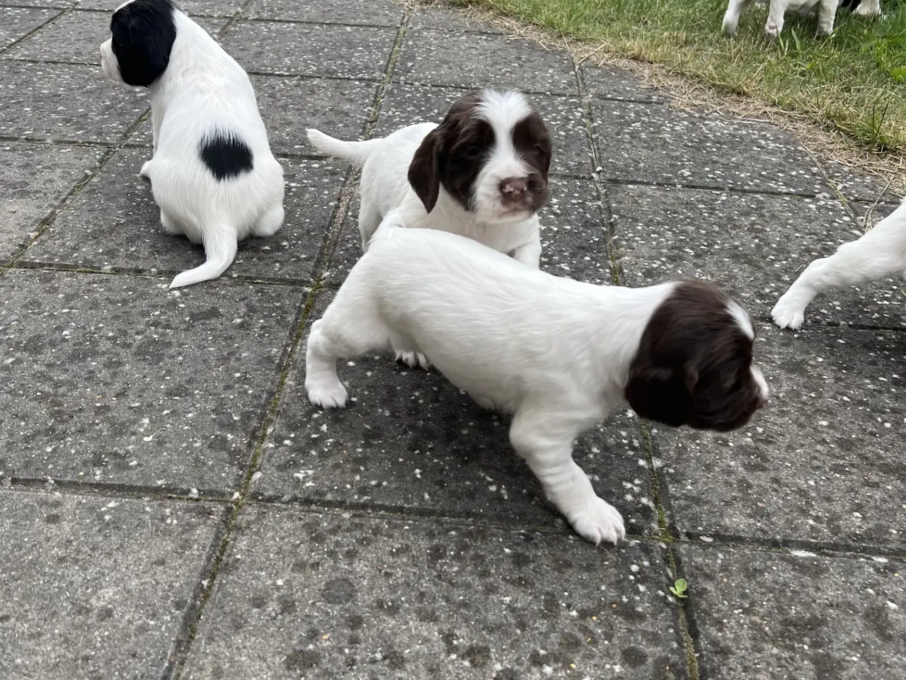 Billede 3 - FT springer spaniel hvalpe