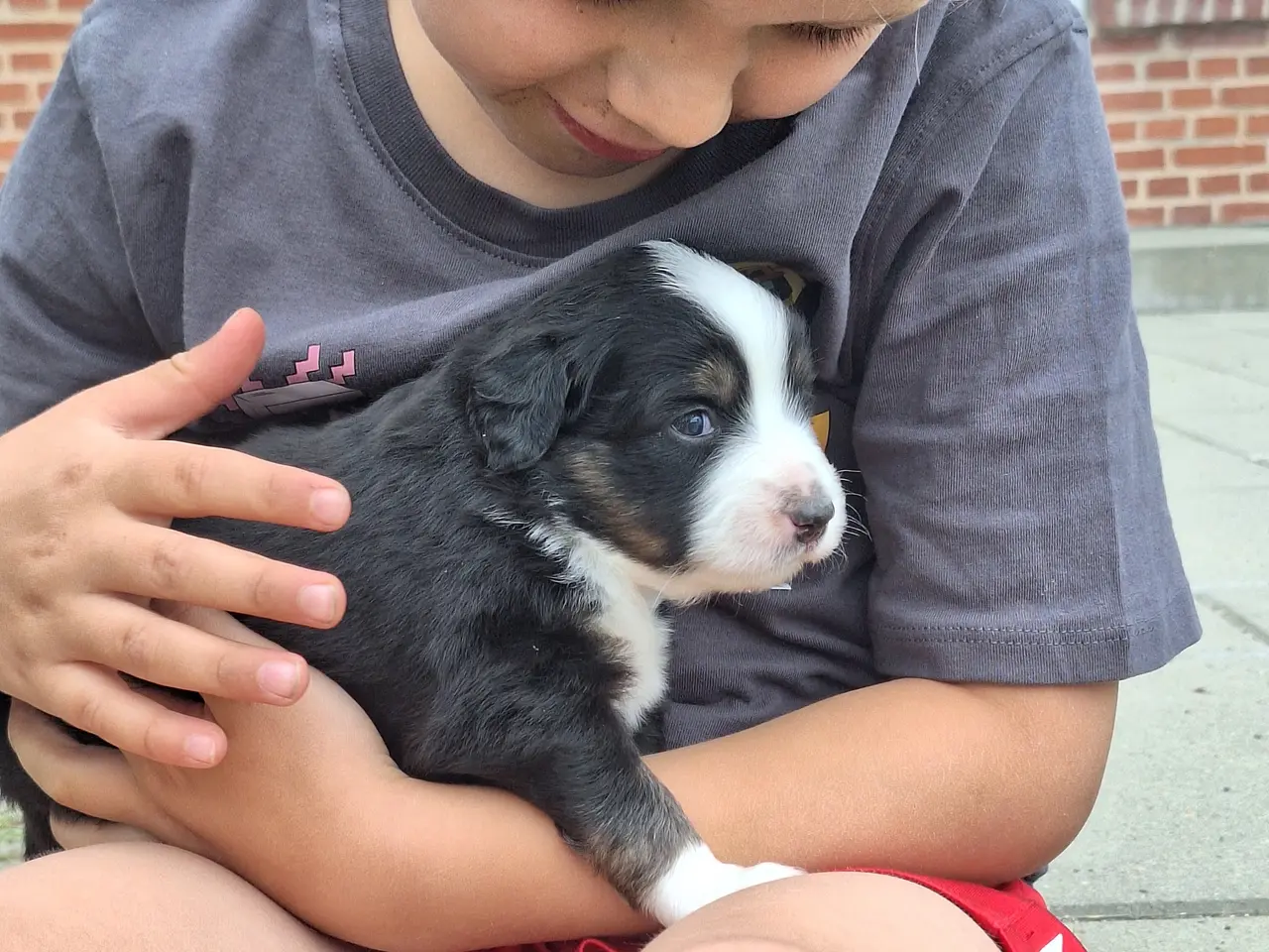 Billede 13 - Miniature American Shepherd hvalpe