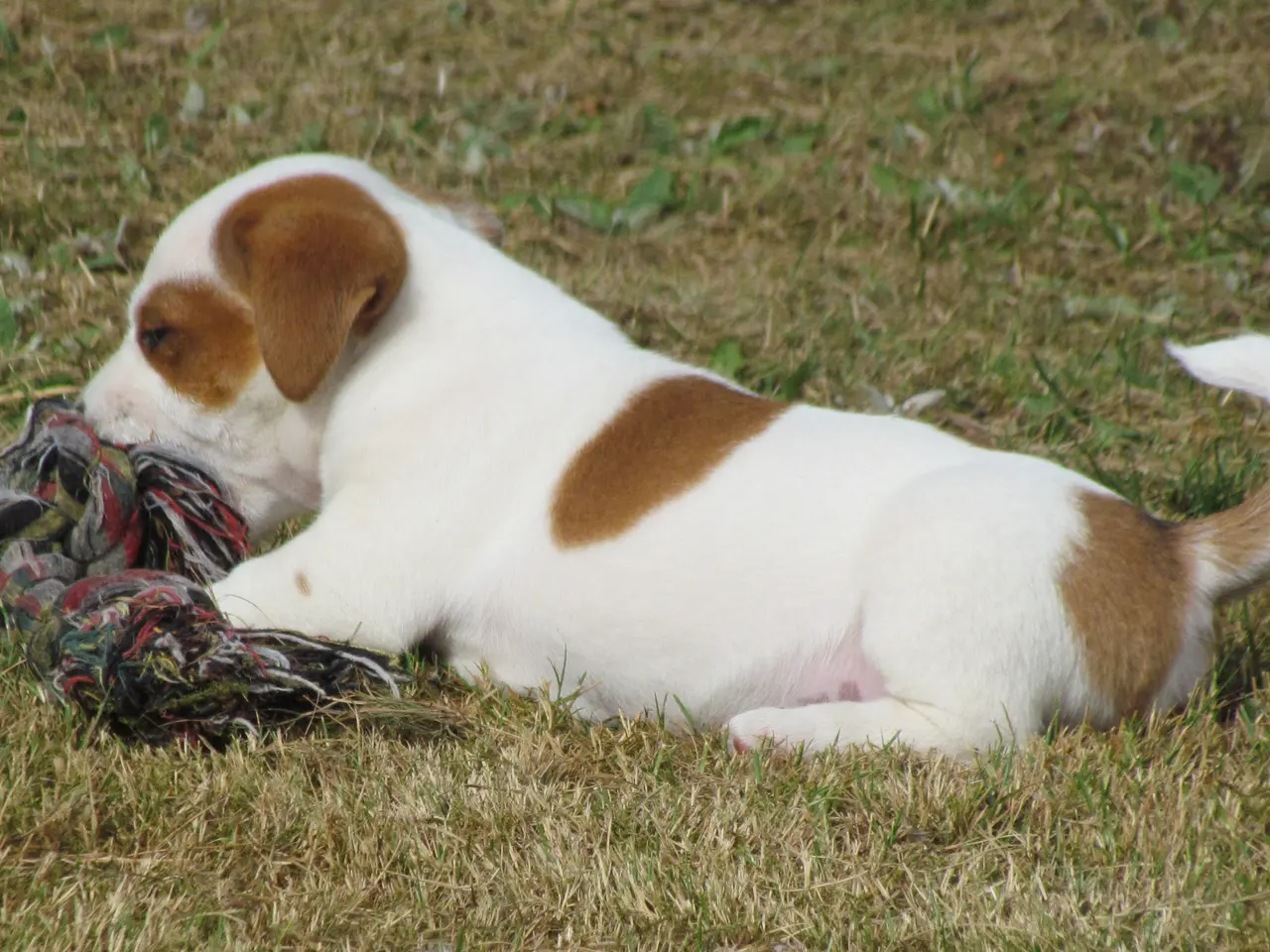 Billede 12 - DKK Jack Russell hvalpe – 2 hanner tilbage!
