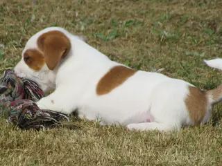 DKK Jack Russell hvalpe – 1 han tilbage! - 4