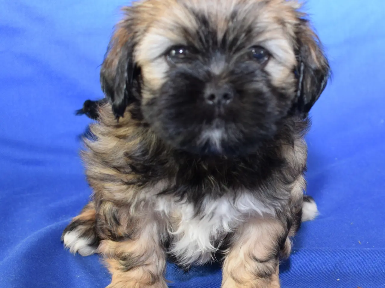Billede 11 - Lhasa Apso hvalpe