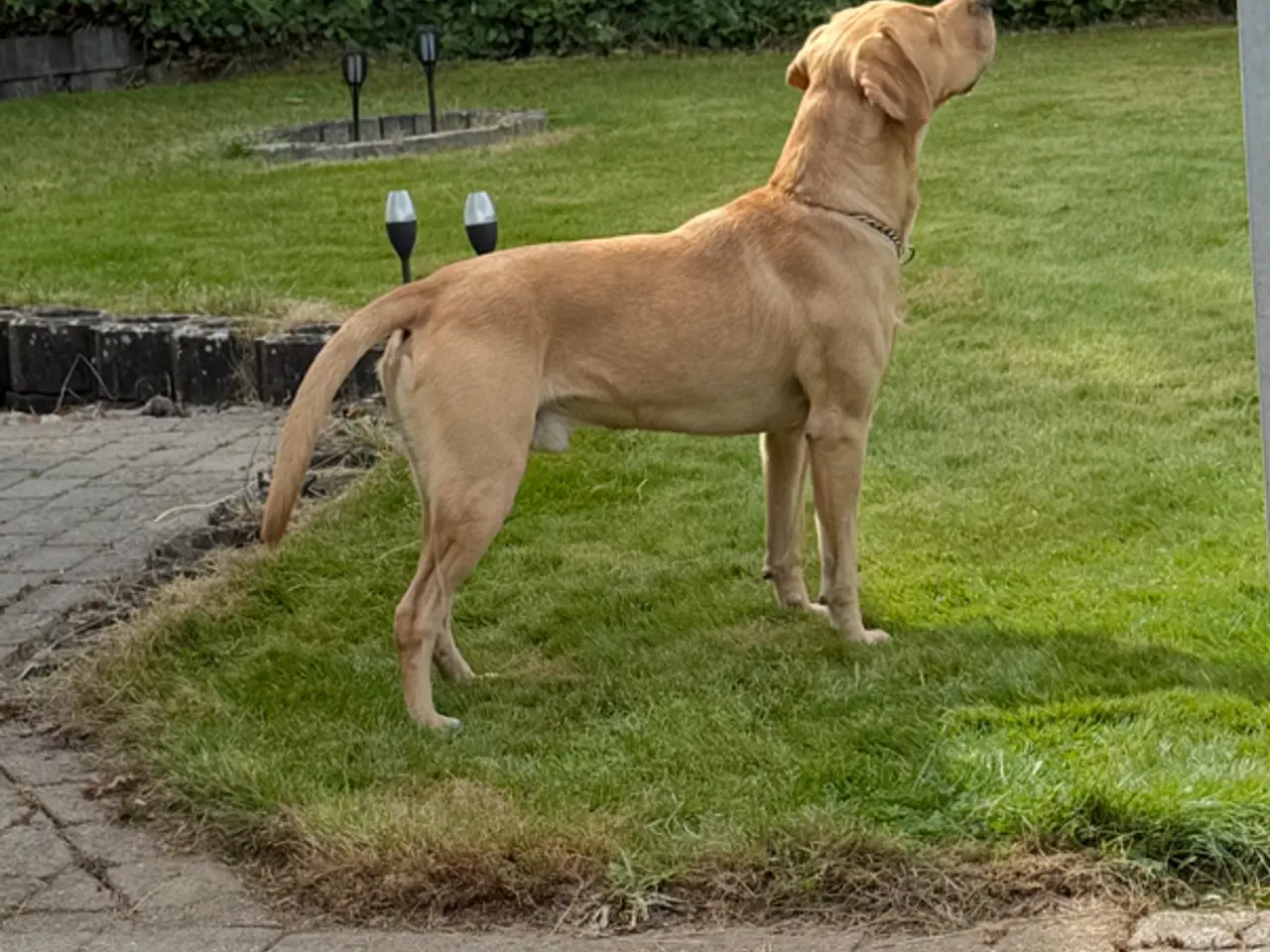 Billede 3 - Baloo er en dejlig gul labrador han på 2,5 år