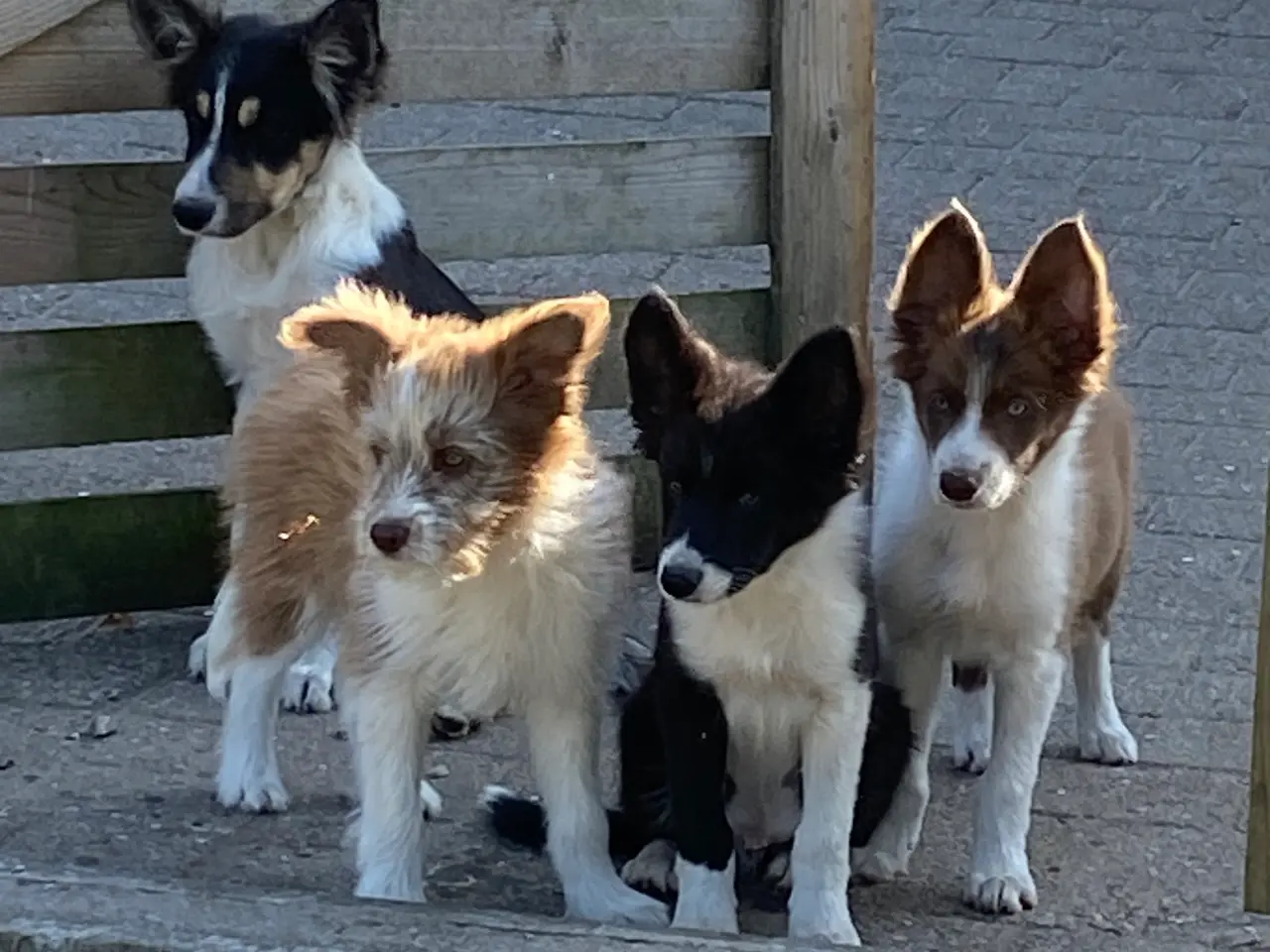 Billede 9 - Border Collie