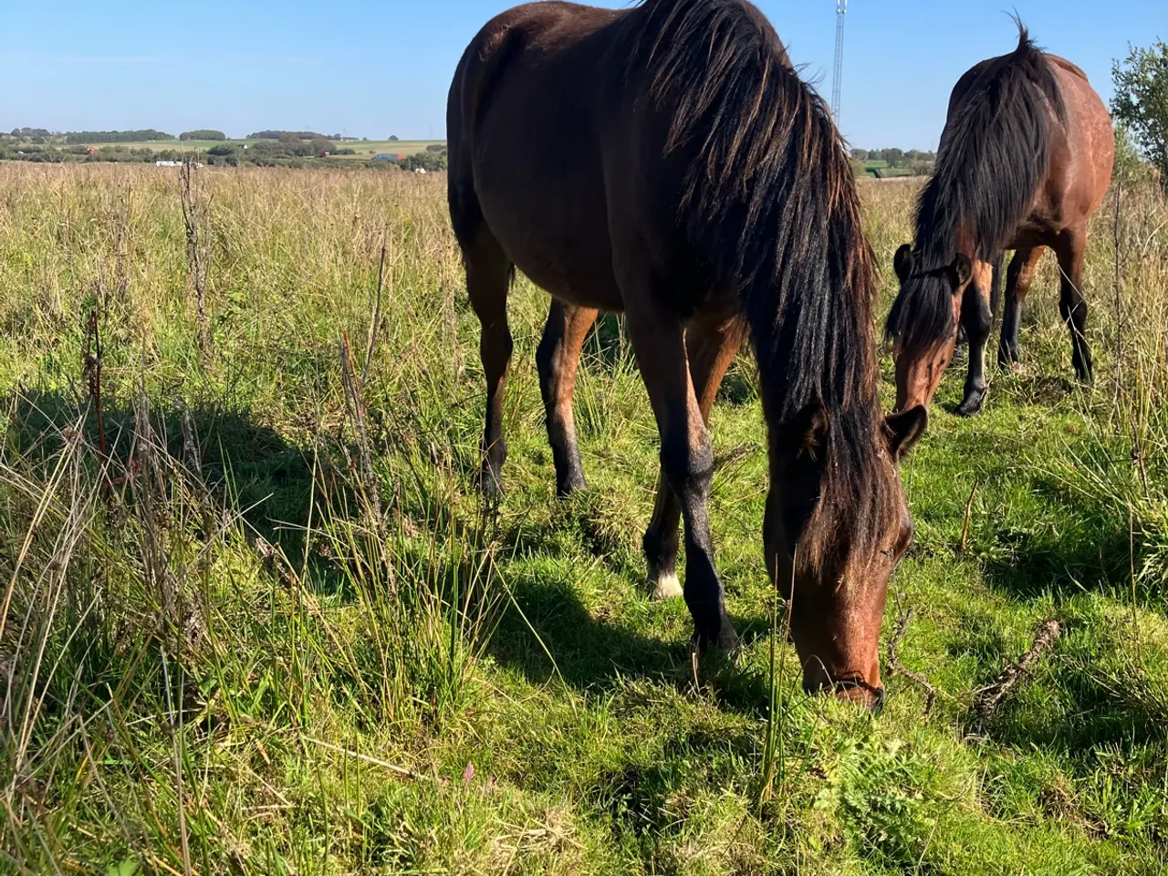 Billede 3 - 1 1/2 års ponyhingst