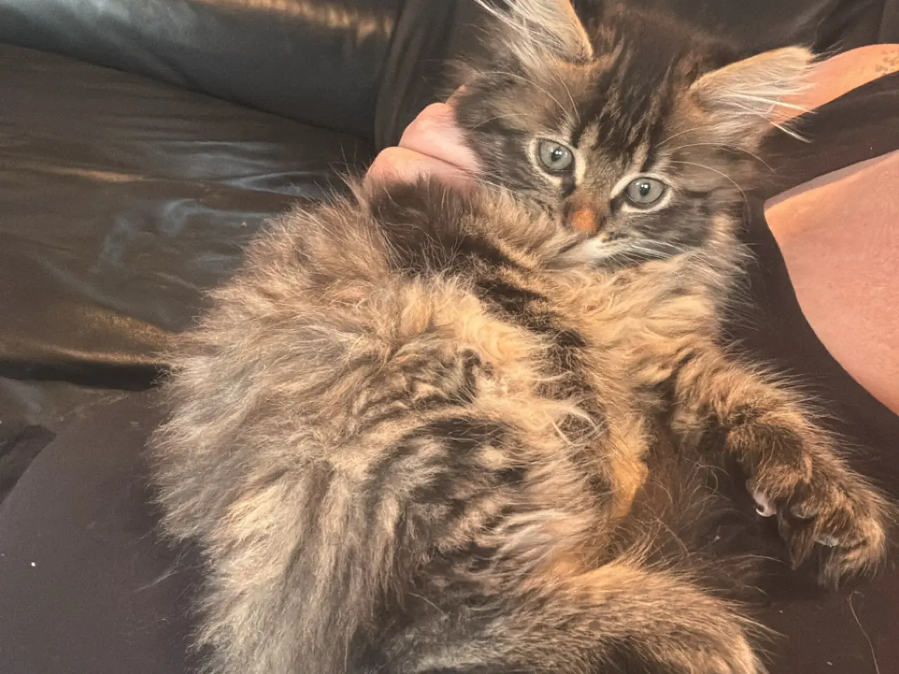 Billede 1 - Unikke (ekstra tå) main coon sælges