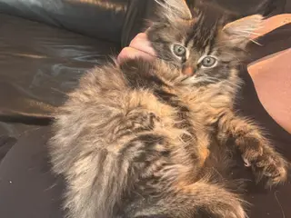 Unikke (ekstra tå) main coon sælges