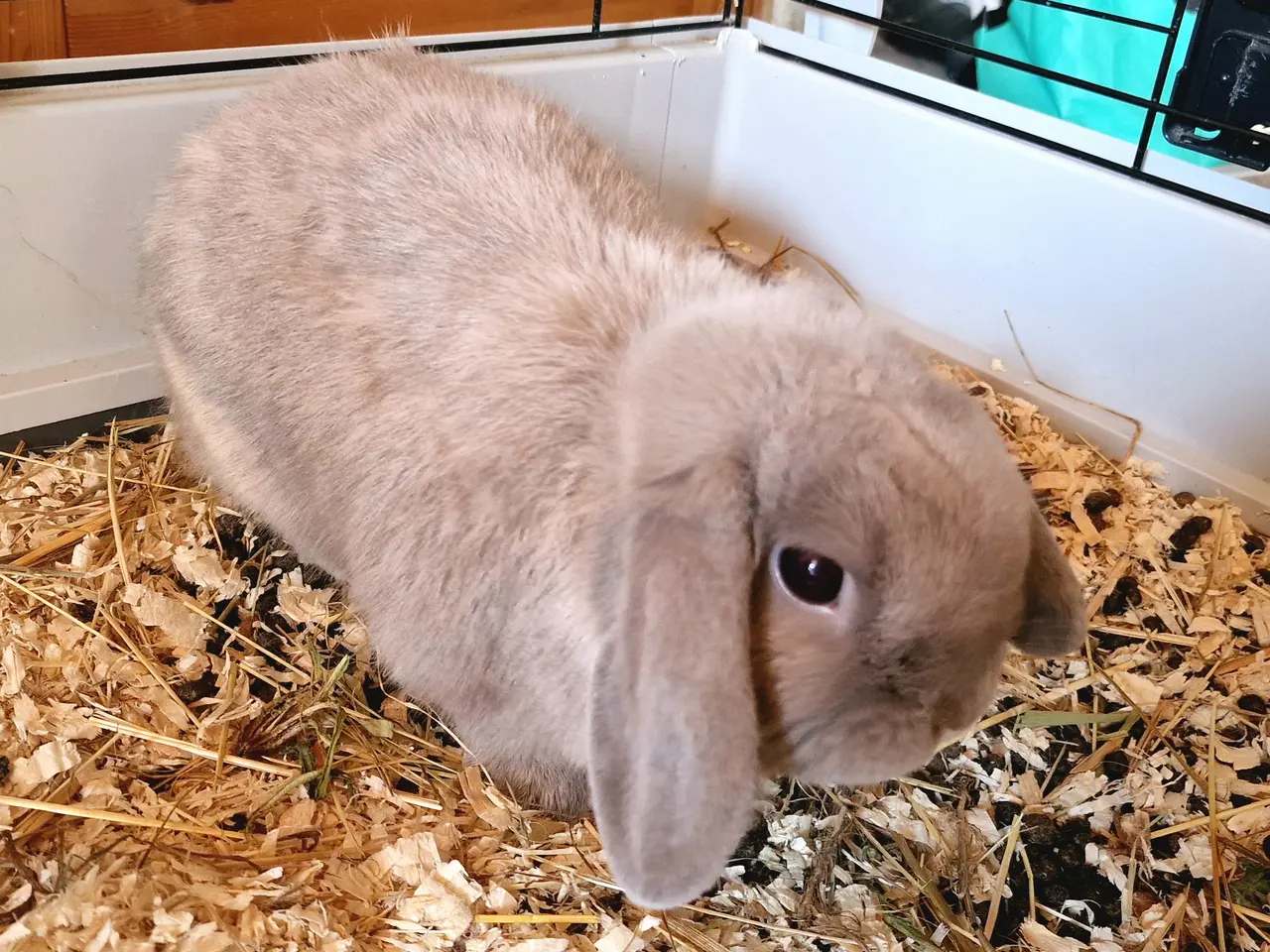 Billede 4 - SØNDAGSTILBUD! Supertam han minilop på 1 år