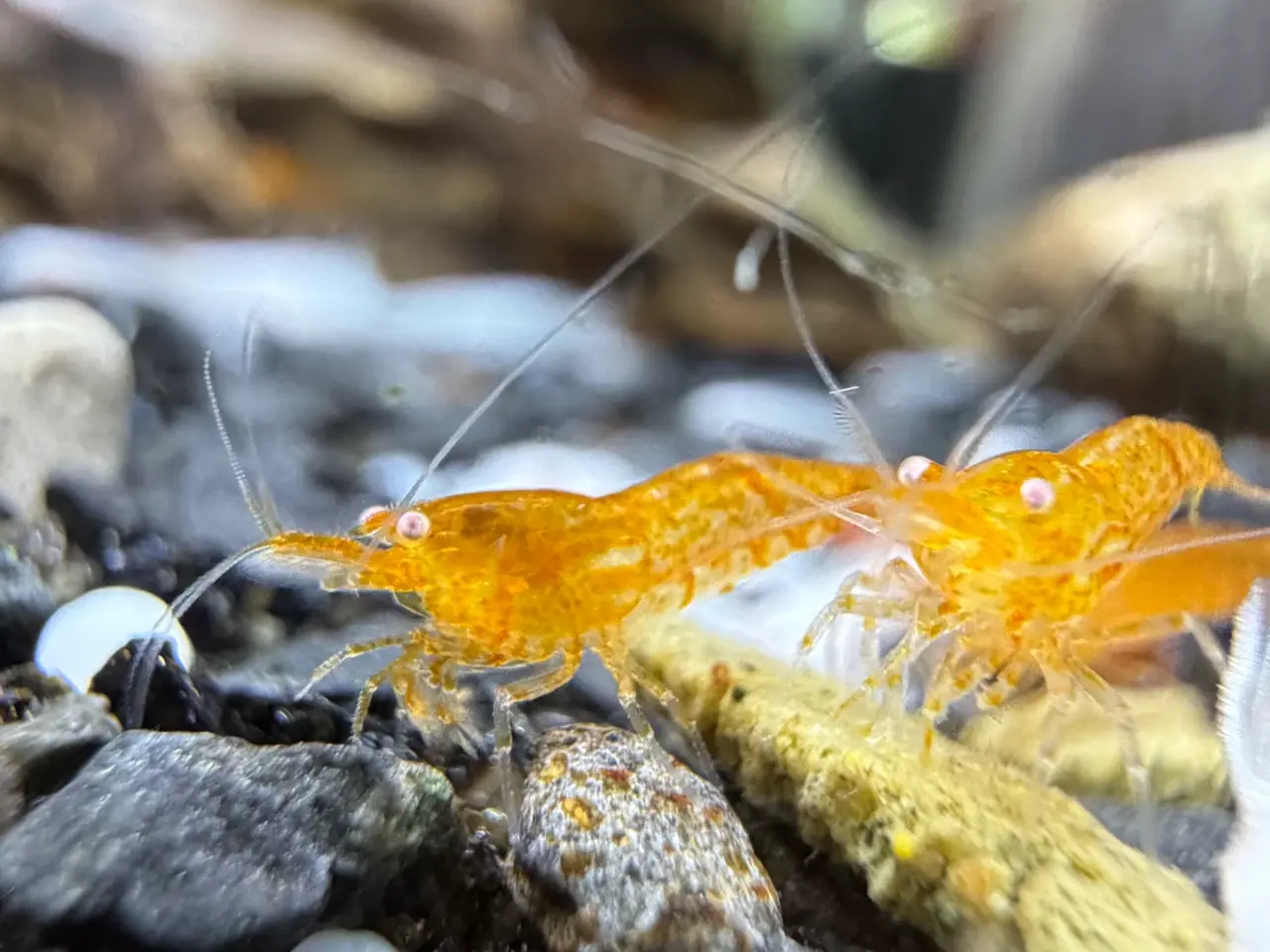 Billede 13 - 🧡 Orange Sakura Shrimp OE / Orange OE Neocaridina