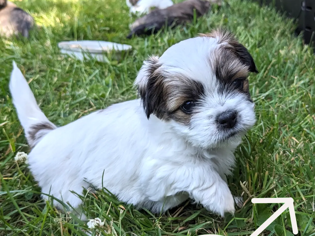 Billede 7 - 2 blandingshvalpe tilbage, klar i dag, lille hund
