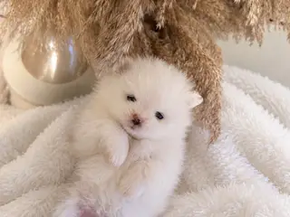 Ægte Pomeranian Hvalpe