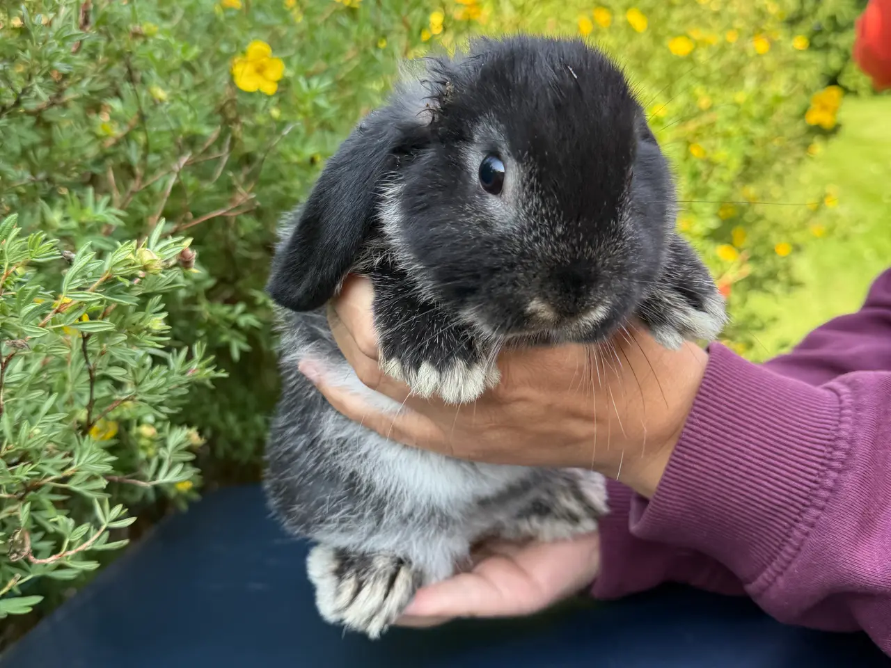 Billede 1 - Minilop / mini lop