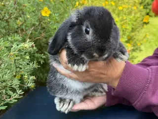 Minilop / mini lop
