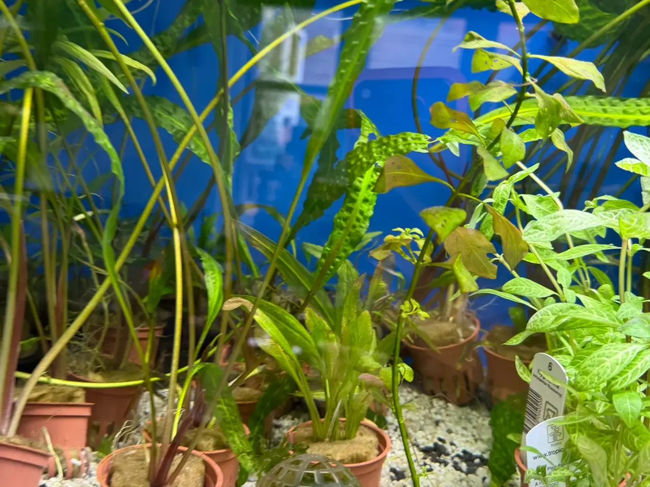Billede 3 - Mange flere akvarie planter