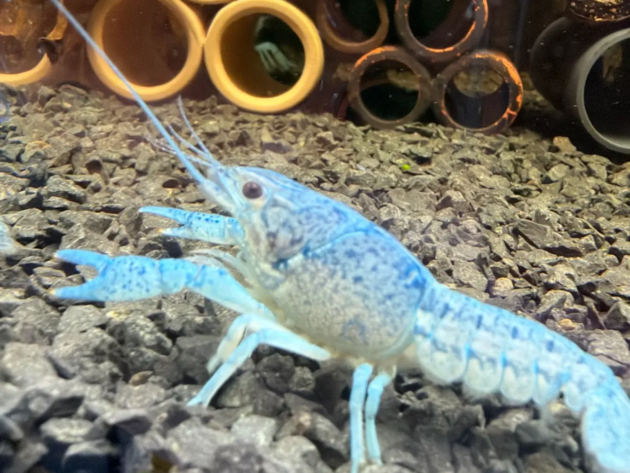 Billede 15 - đ±Wow FLOTTE BlĂ„ Florida Krebs Procambarus alleni