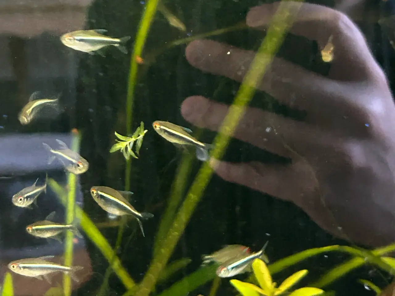 Billede 3 - 🐟🖤 Sorte neonfisk – flotte stimefisk