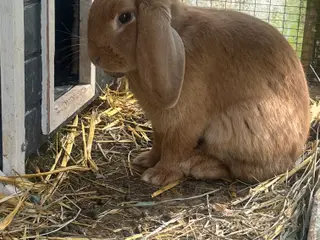 Blandingskanin 5 mdr