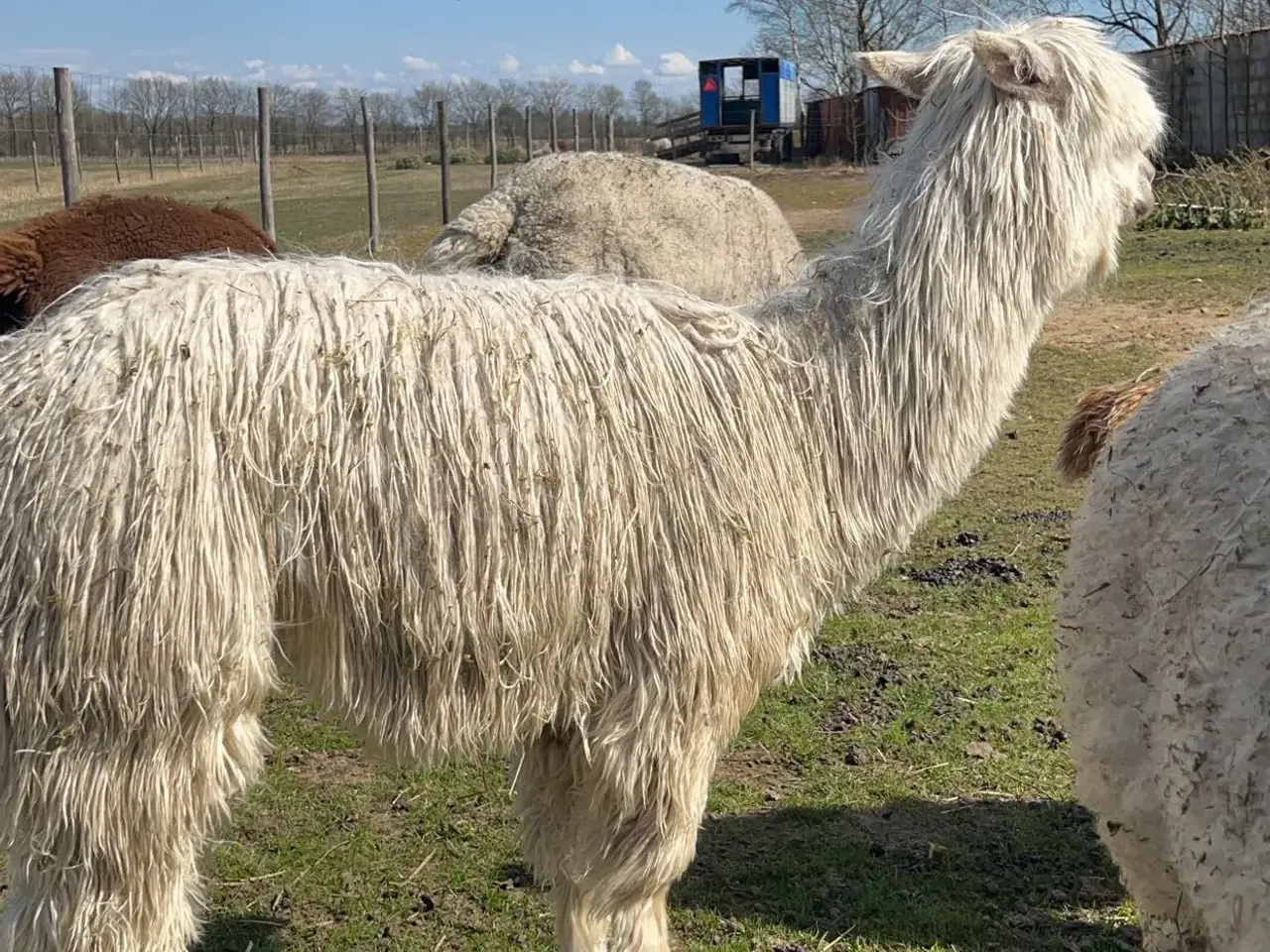 Billede 3 - Alpaca div. suri sælges