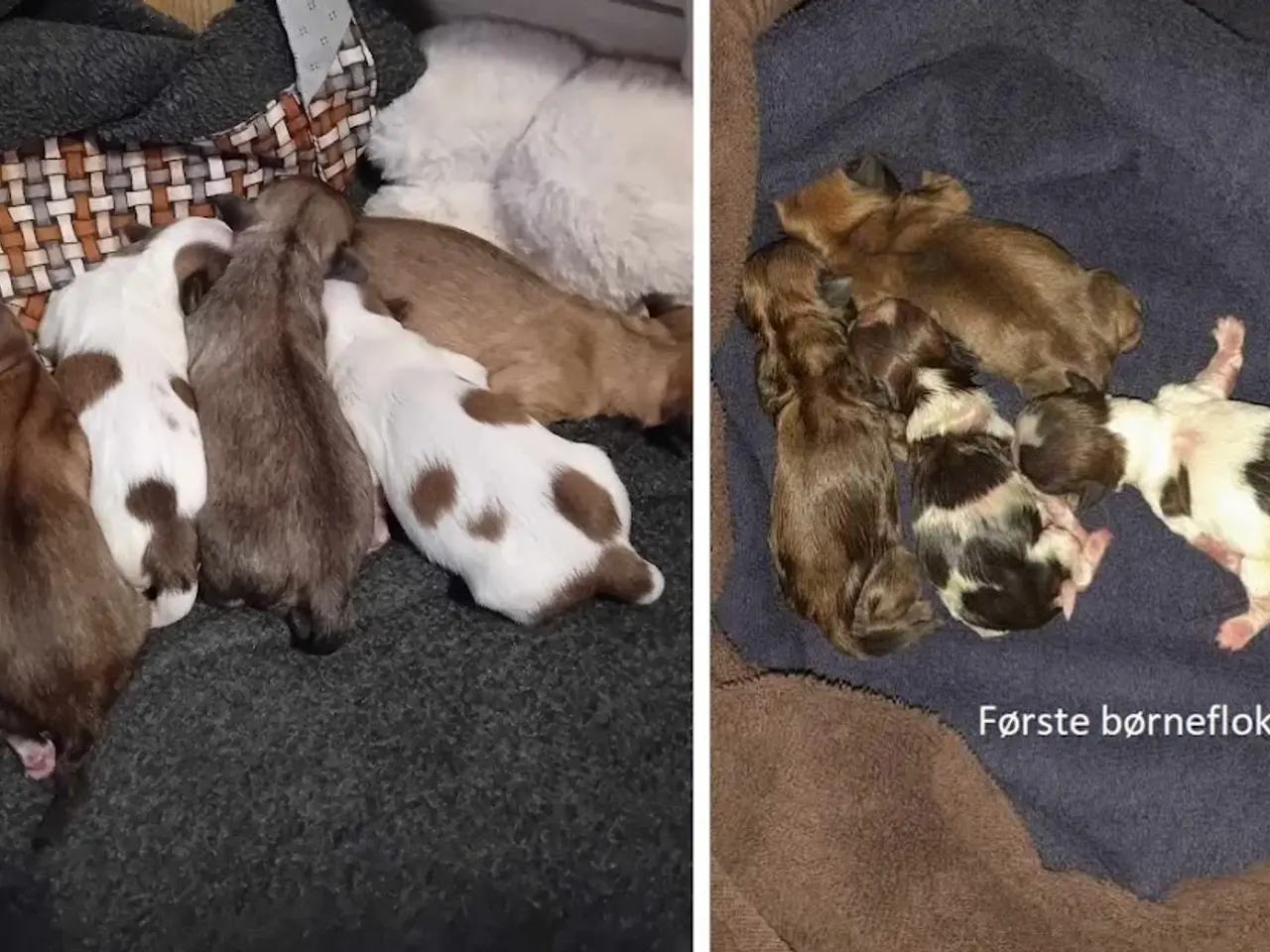 Billede 8 - Shih Tzu Vil du på date med mig