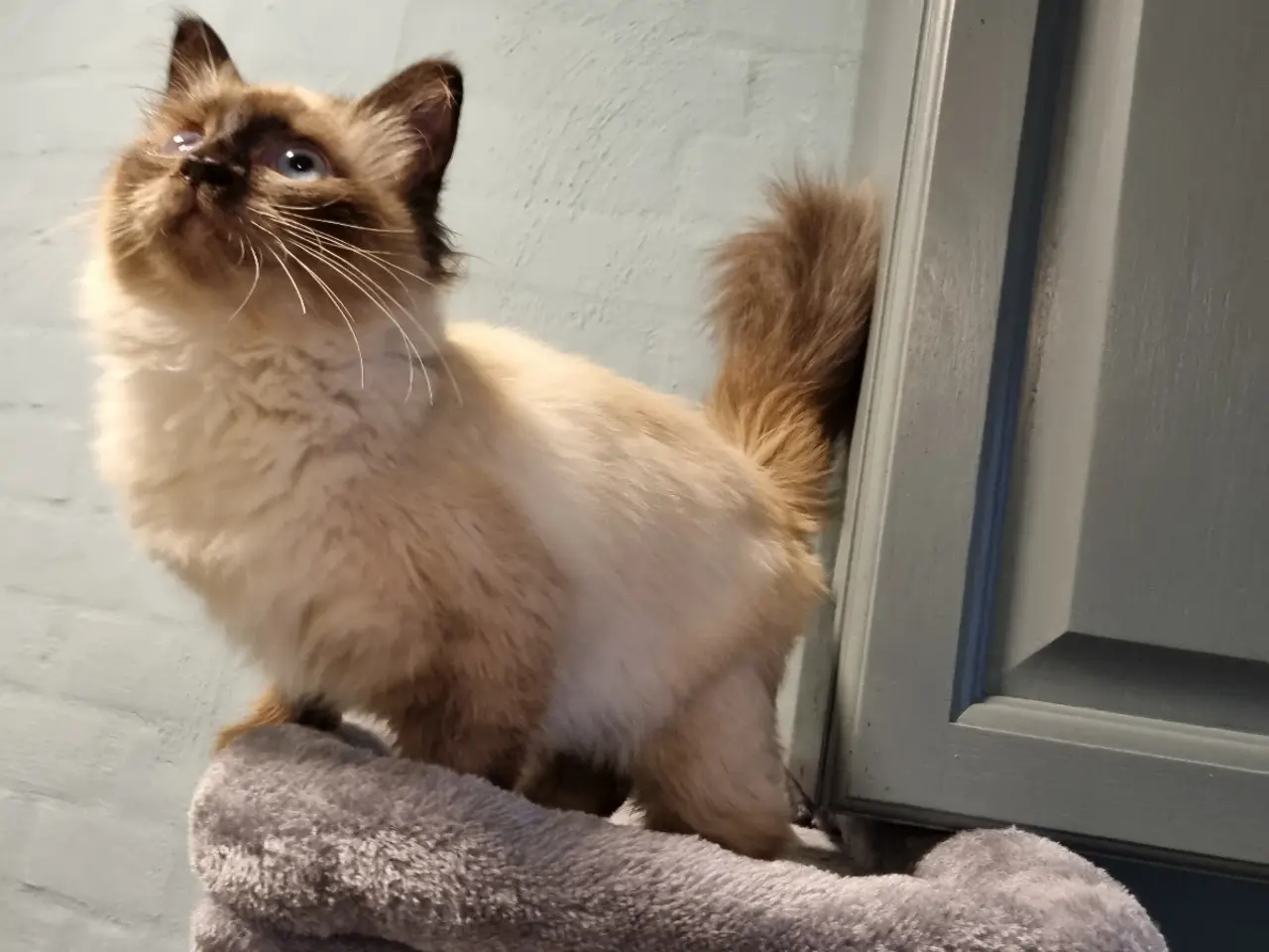 Billede 2 - Ragdoll pige