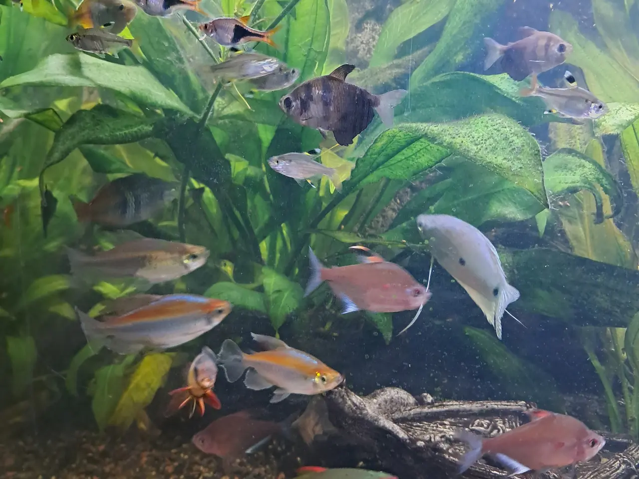 Billede 5 - Sort Juvel Aqua Lido akvarium 200 liters til salg.