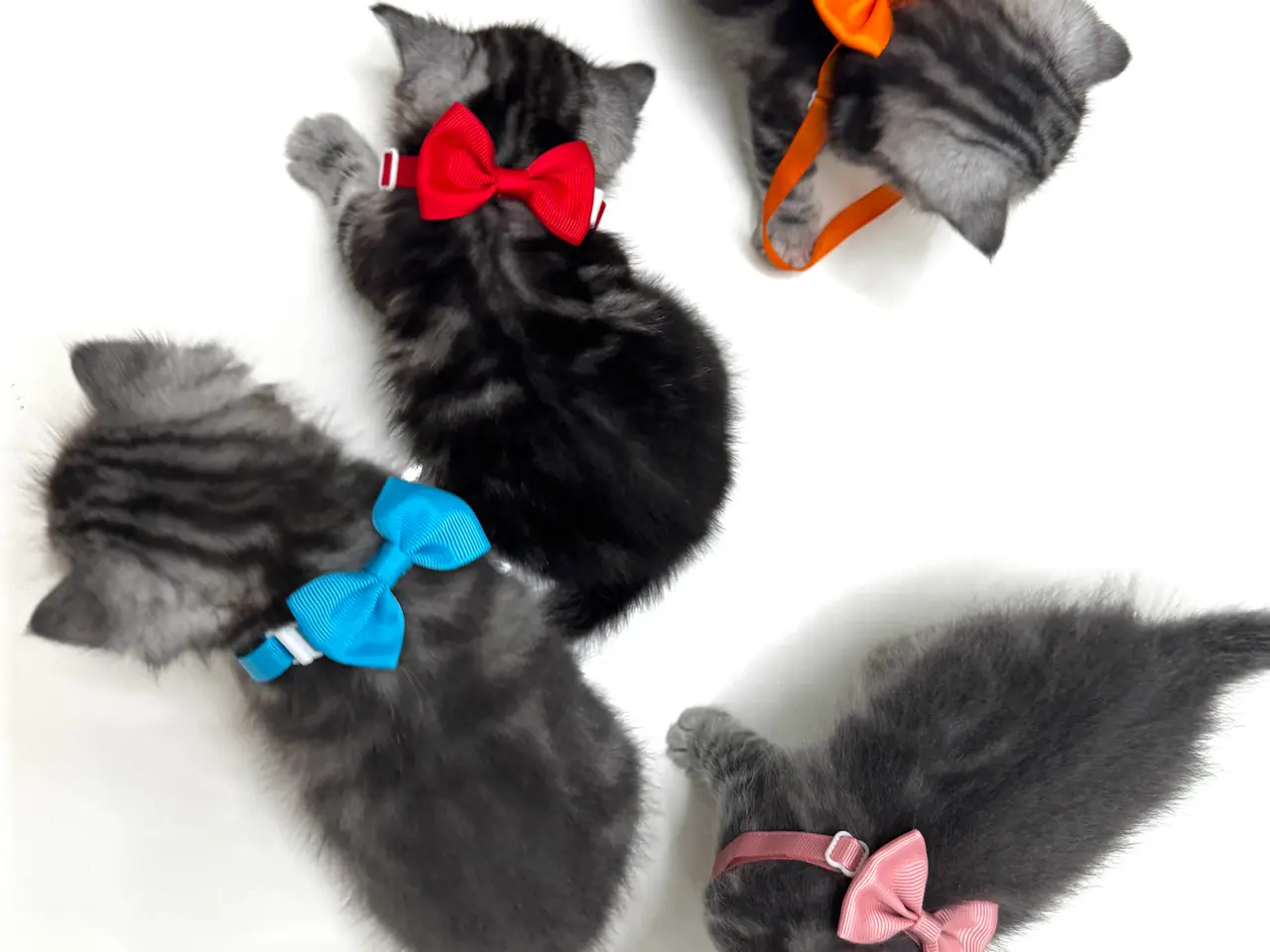 Billede 2 - Unikkeste British Shorthair Killinger til Salg