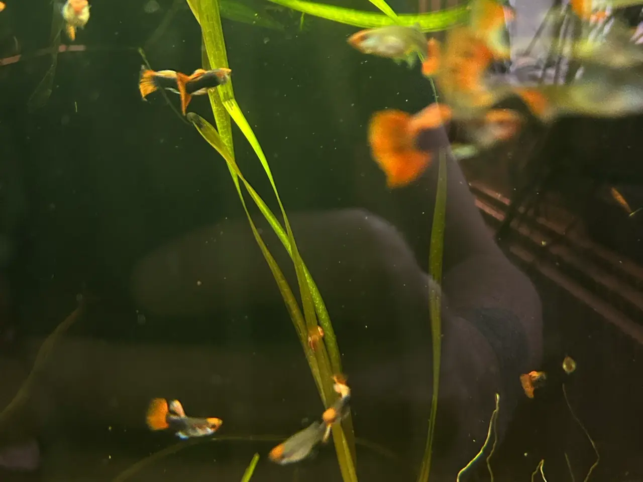 Billede 5 - 🔥❤️ Rednose Dumbo Guppy – Premium Voksne | Viby J