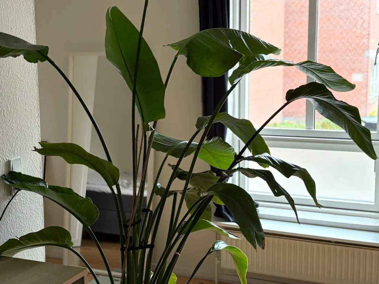Billede 2 - Strelitzia paradisfugl