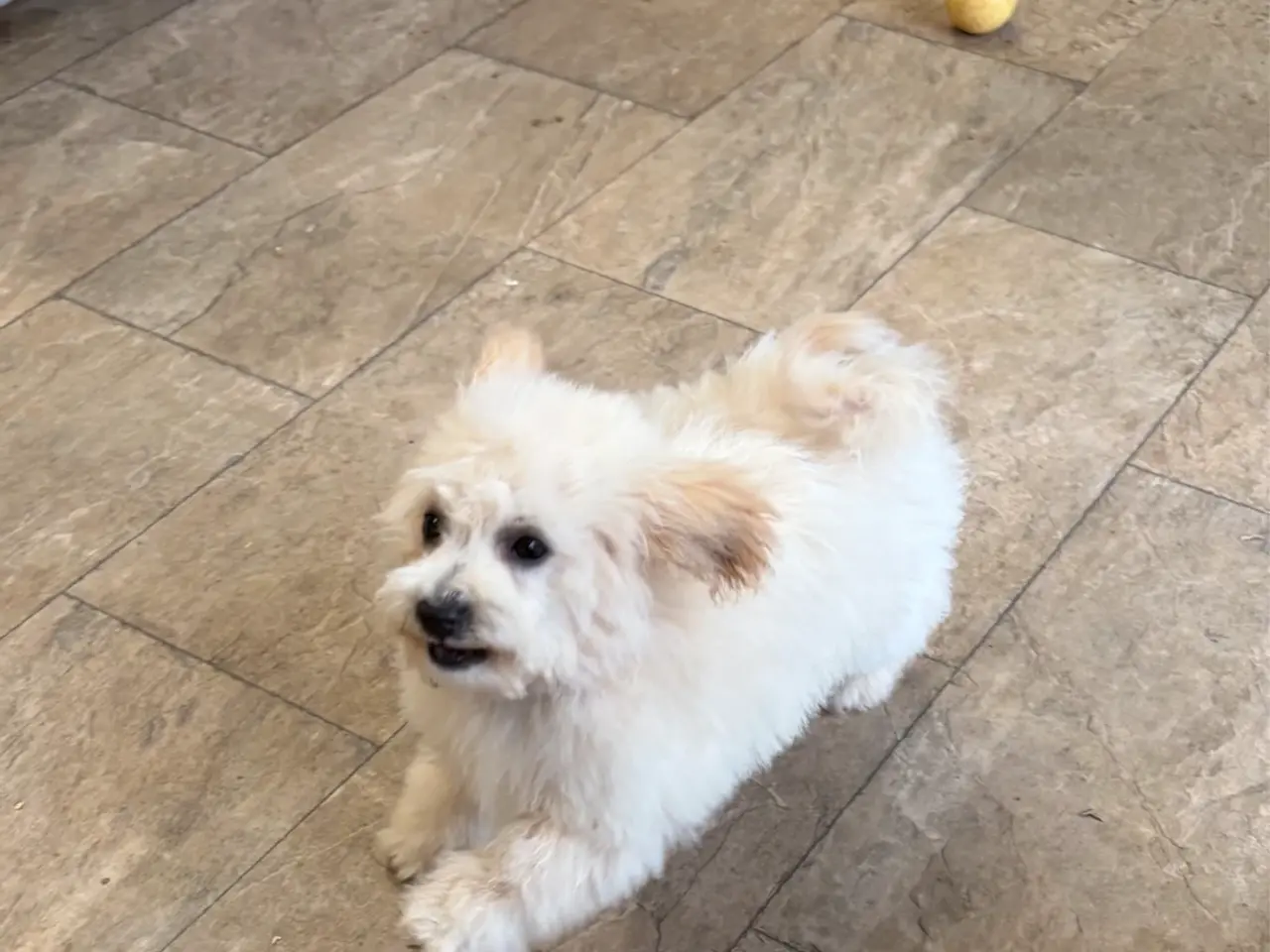 Billede 6 -  Maltipoo pige søde selma