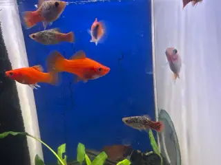 Platy mix