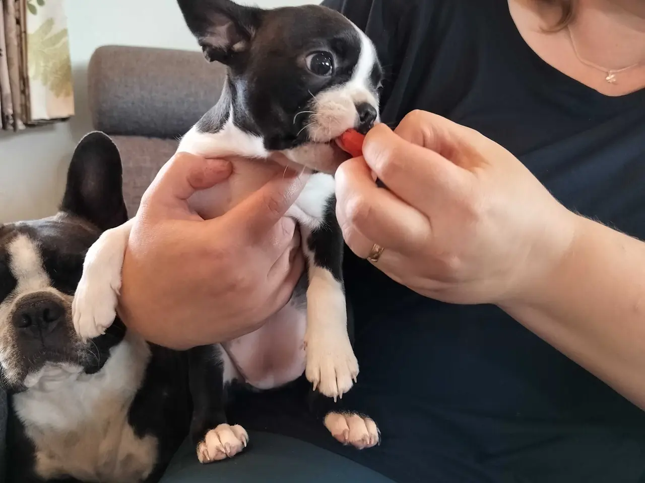 Billede 13 - Boston terrier