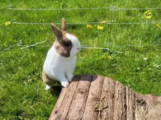 Uffe ✅klar til adoption♂️