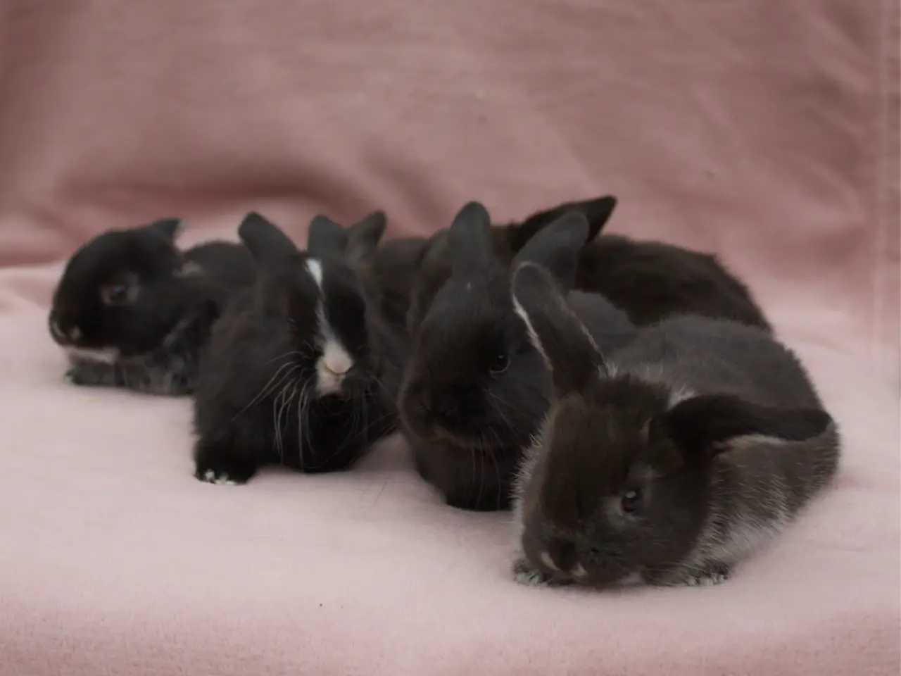 Billede 1 - 🐰 6 søde Mini Lop-kaninunger søger nye hjem 🐰