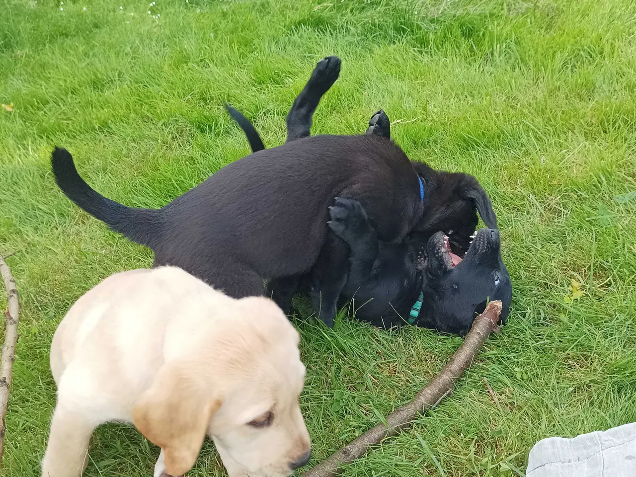 Billede 3 - Labrador hvalpe 