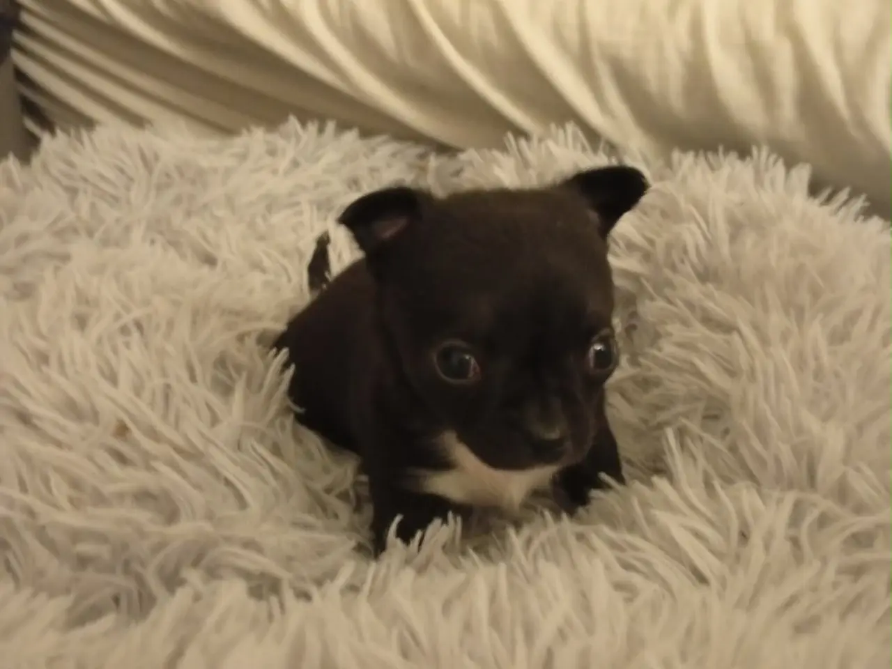 Billede 4 - Chihuahua dreng sælges