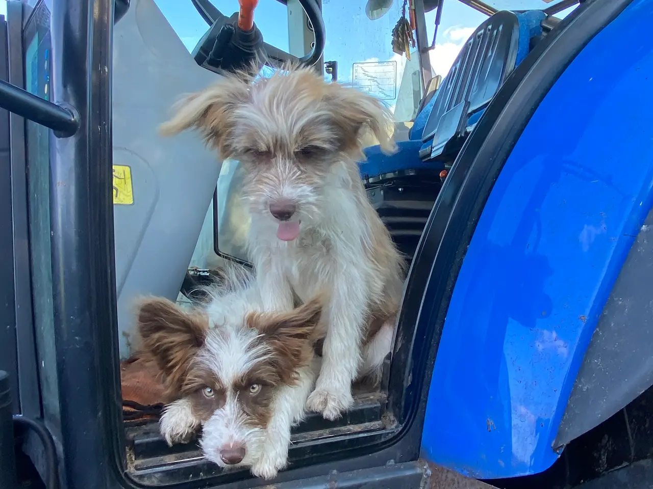 Billede 7 - Border Collie/ Chinese crested Powder puff