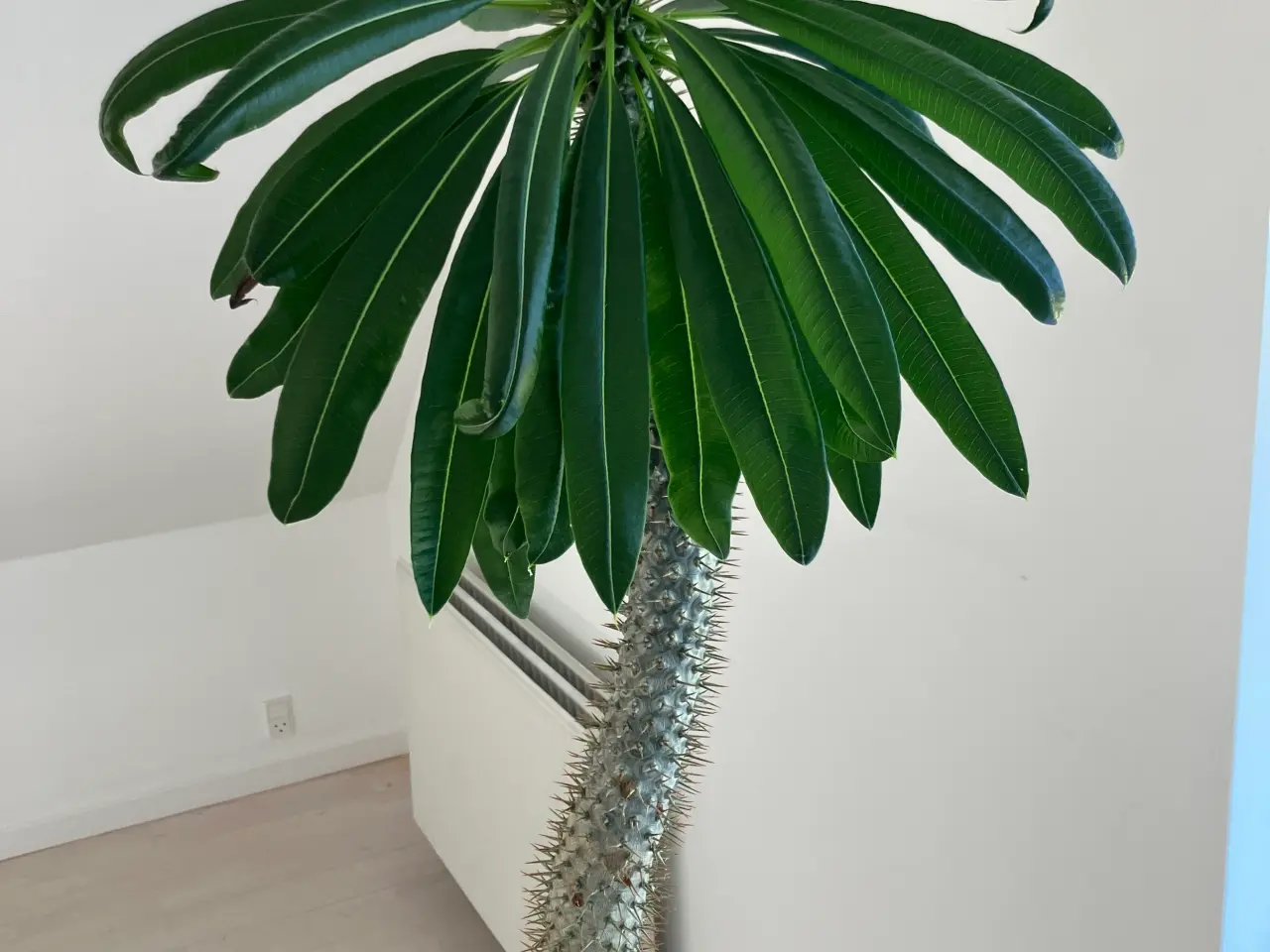 Billede 1 - Stor Madagascarpalme