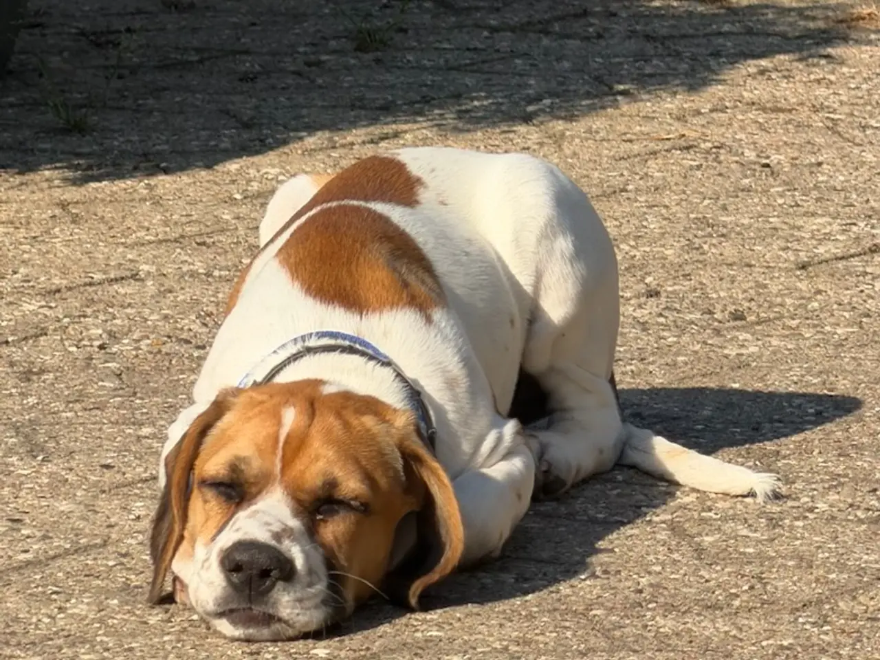 Billede 5 - Dansk svensk gårdhund /amerikansk cockerspaniel
