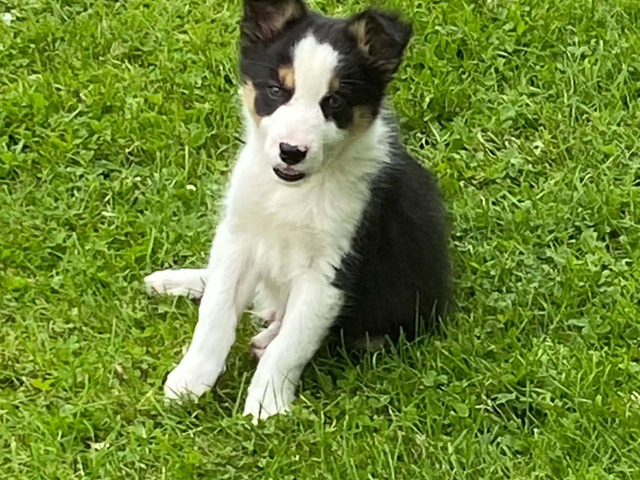 Billede 4 - Border Collie 