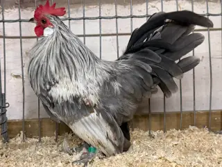 Dværghøns
