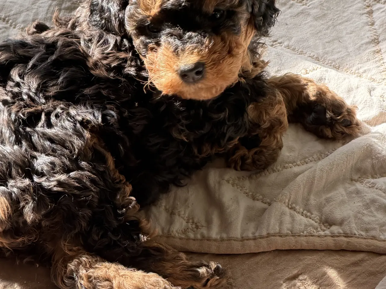 Billede 2 - Cavapoo 2 smukke Prinsesser ❤️