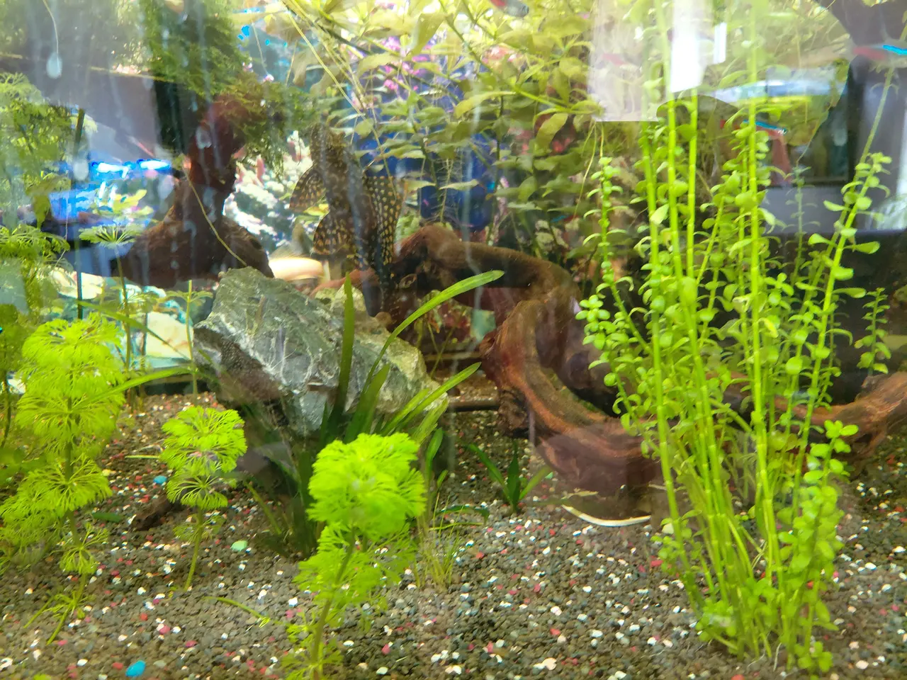 Billede 3 - 720 liters Akvarie 