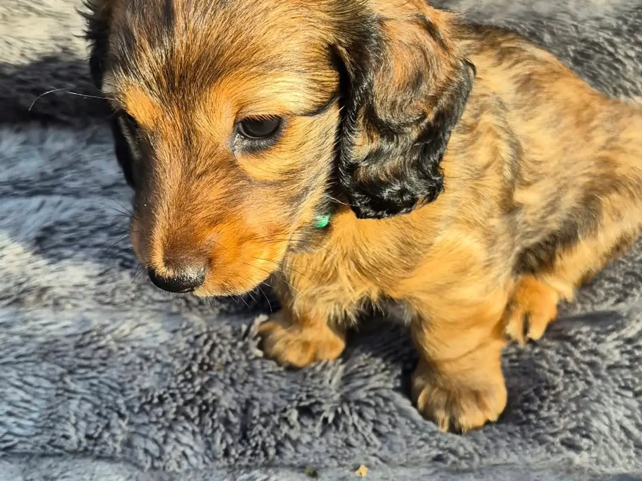 Billede 2 - Miniature langhårede gravhundehvalpe